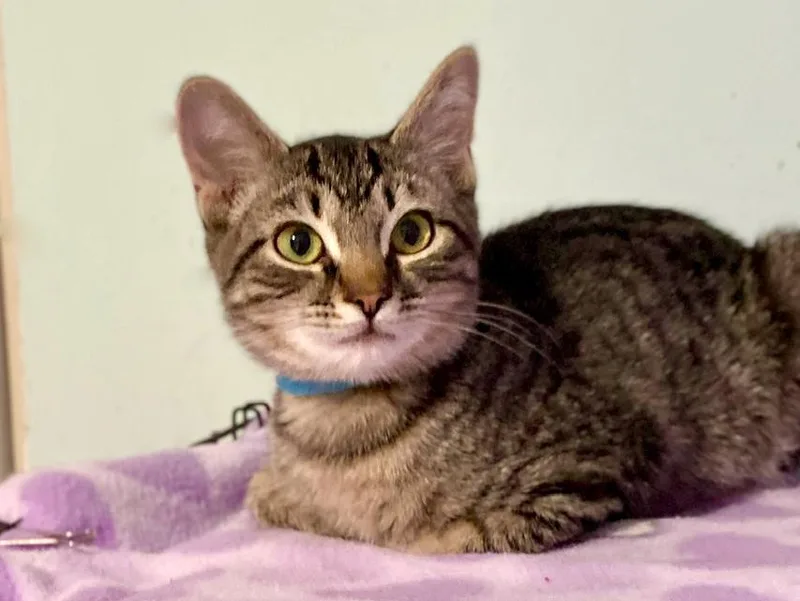 Macaroni thumbnail 5