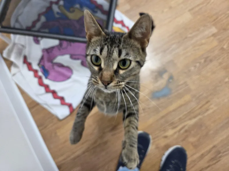 An adult medium-sized female Tabby (Brown / Chocolate) Domestic Short Hair cat named Duchess for adoption in Carsonville, MI