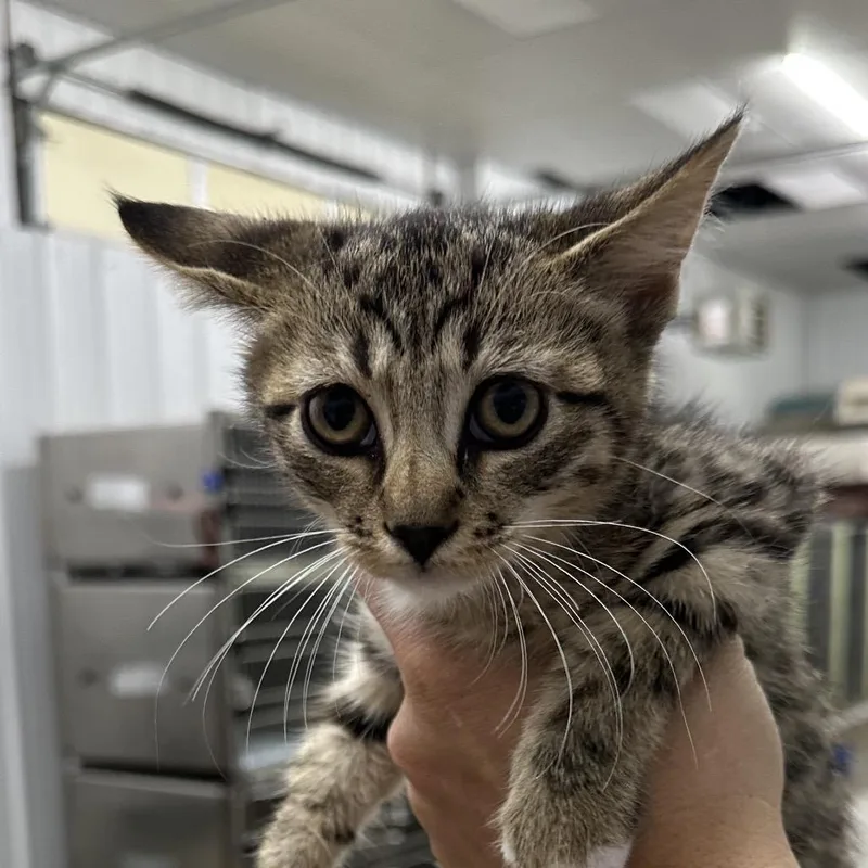 A baby small-sized male Domestic Short Hair cat named Monty for adoption in Corbin, KY