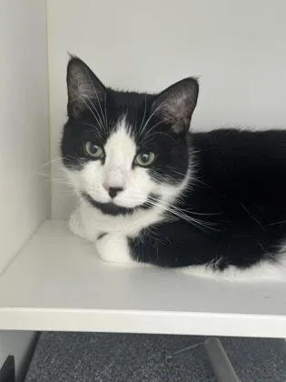 An adult large-sized male Domestic Short Hair cat named Buttons for adoption in Bensalem, PA