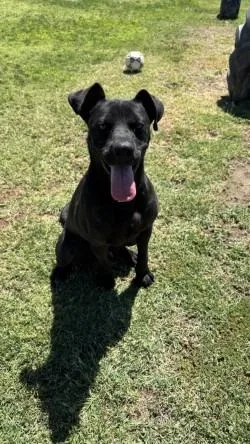 A young medium-sized male Labrador Retriever dog named Bud for adoption in McFarland, CA