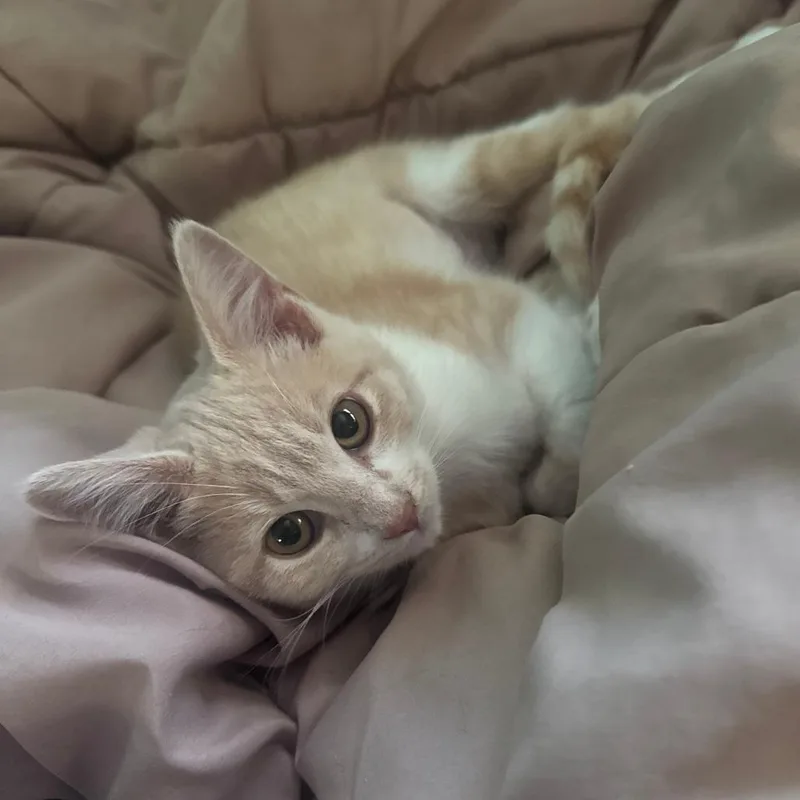 A baby small-sized female Domestic Medium Hair cat named Linger for adoption in Santa Rosa, CA