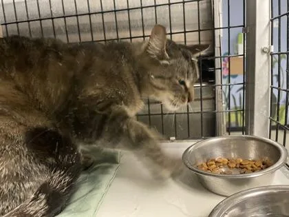 A young medium-sized female Domestic Short Hair cat named Lucy for adoption in Washington, DC