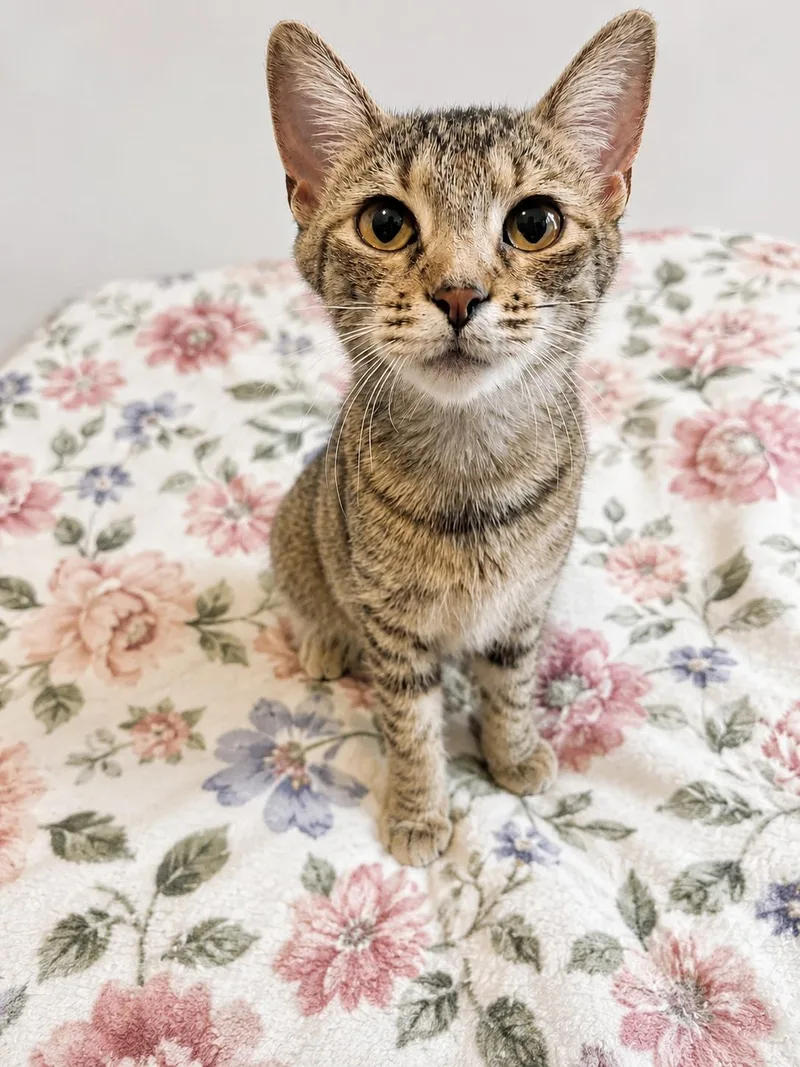 A young small-sized female Tabby (Brown / Chocolate) Tabby cat named Joni for adoption in Pickerington, OH