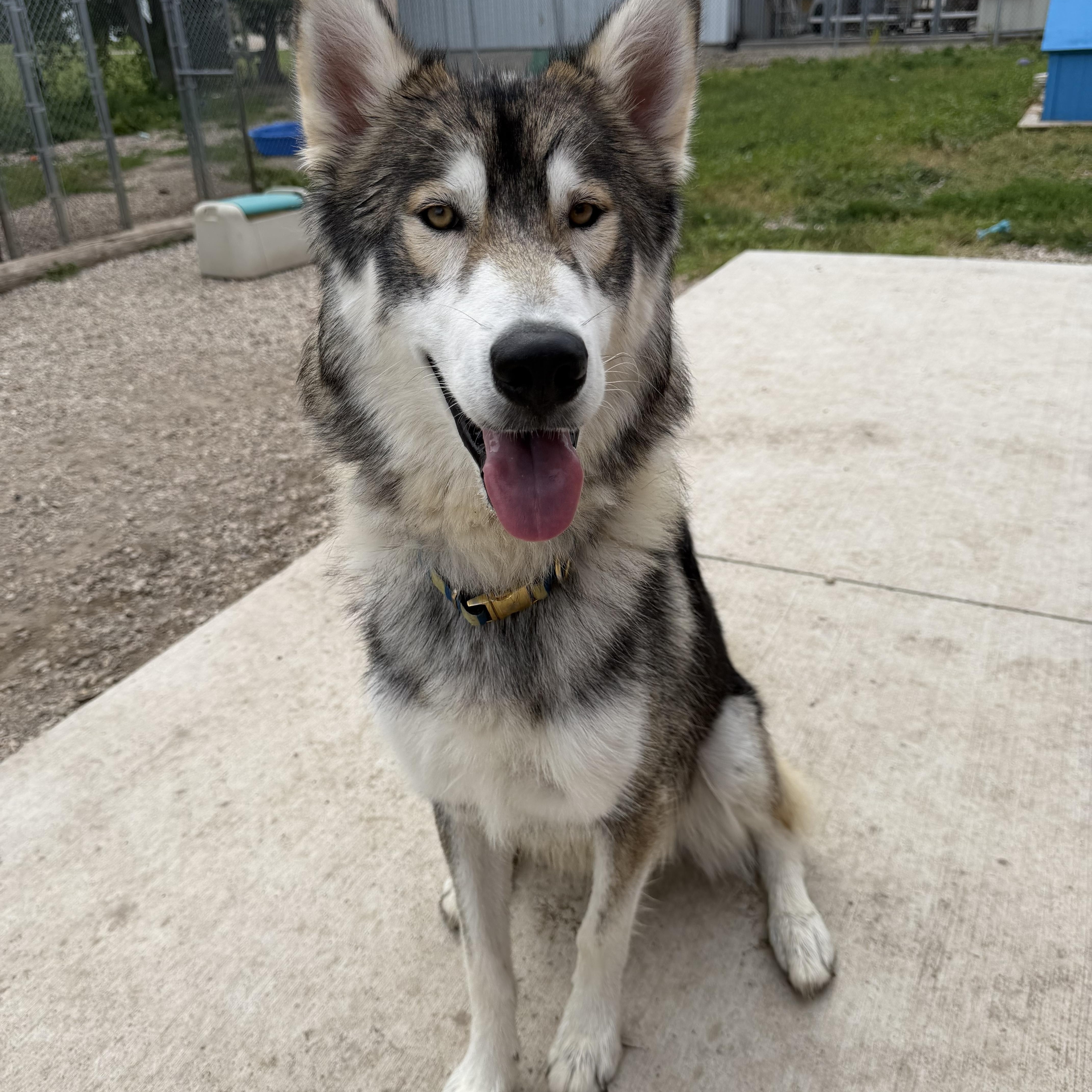 A young large-sized male Gray / Blue / Silver Husky dog named Simba for adoption in Spencer, IA