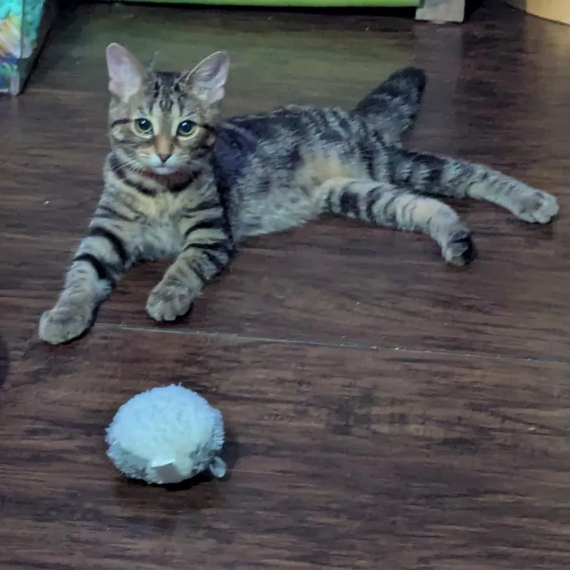 A baby small-sized female Brown / Chocolate Domestic Short Hair cat named Lady for adoption in Traverse City, MI
