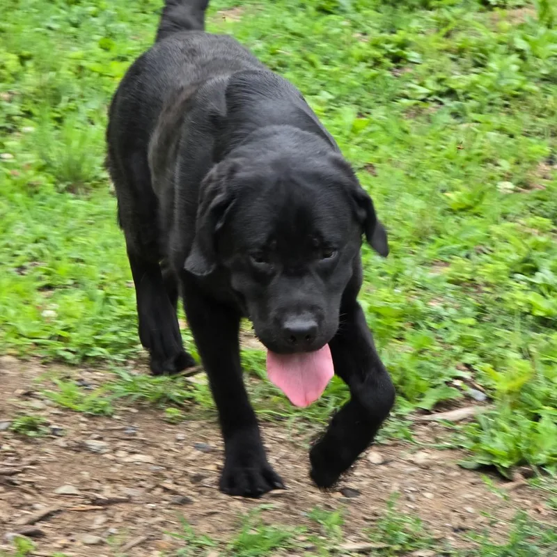 An adult medium-sized male Black Labrador Retriever dog named Sam for adoption in Wappingers Falls, NY