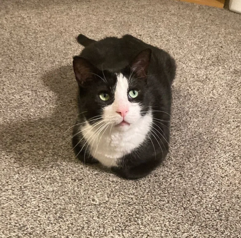 Houdini Handsome thumbnail 2