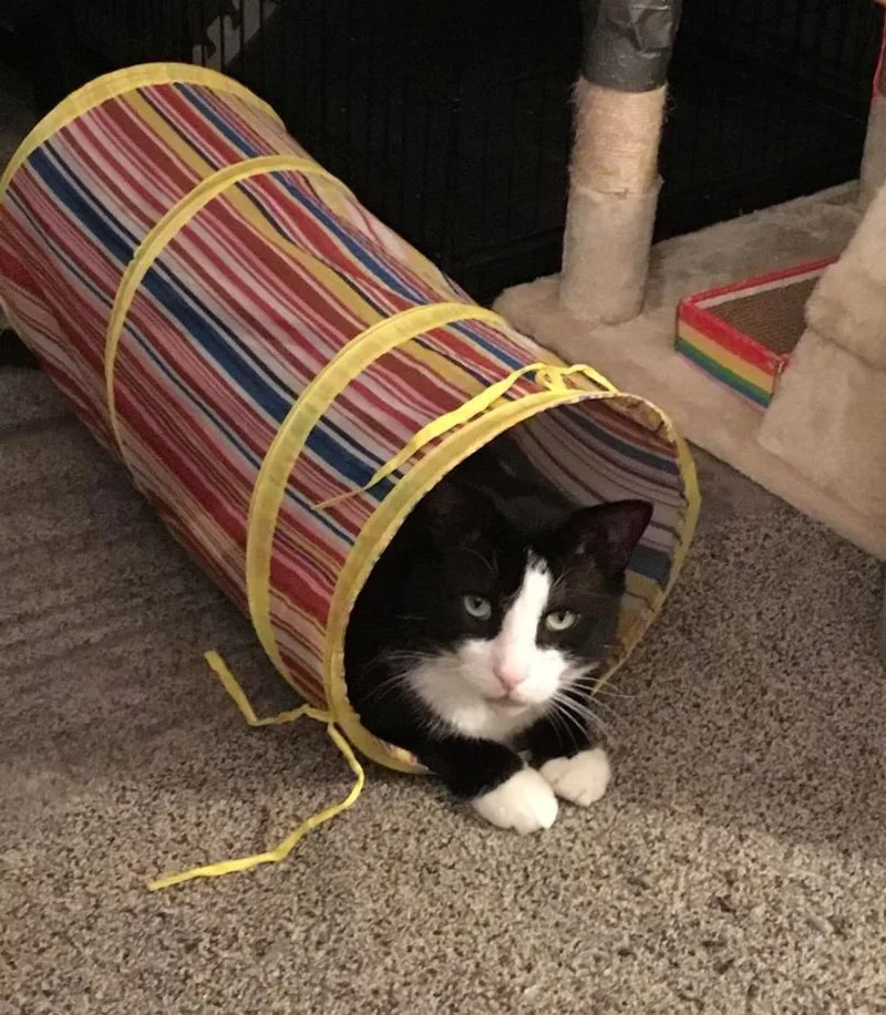 Houdini Handsome thumbnail 3