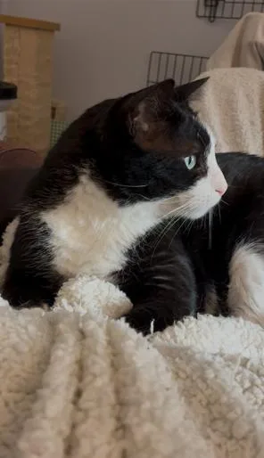 Houdini Handsome thumbnail 4