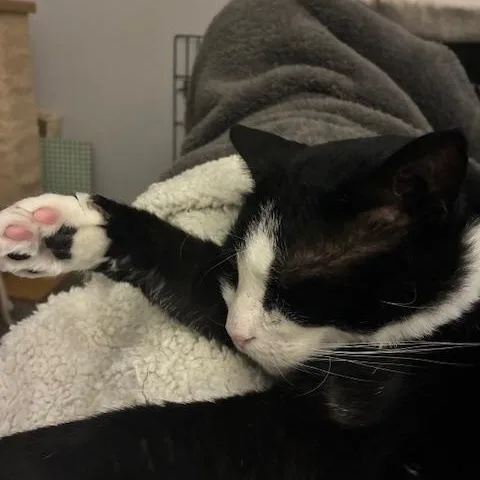 Houdini Handsome thumbnail 6