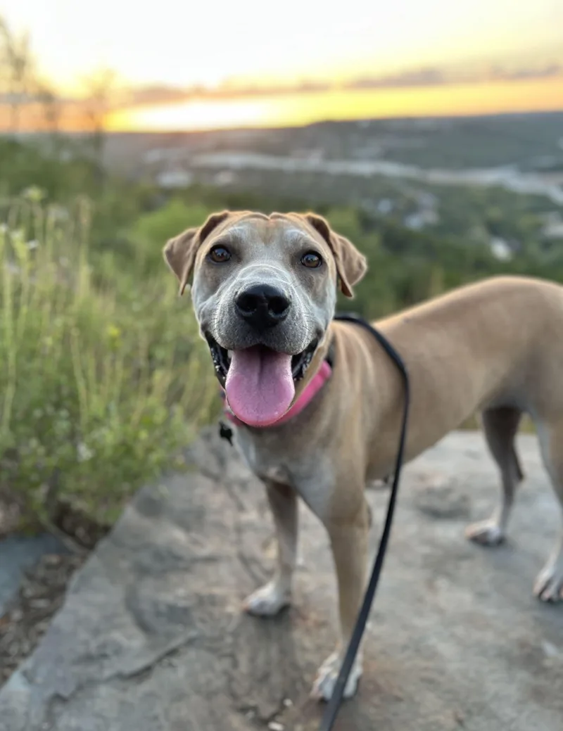 Morning Glory You NEED thumbnail 4