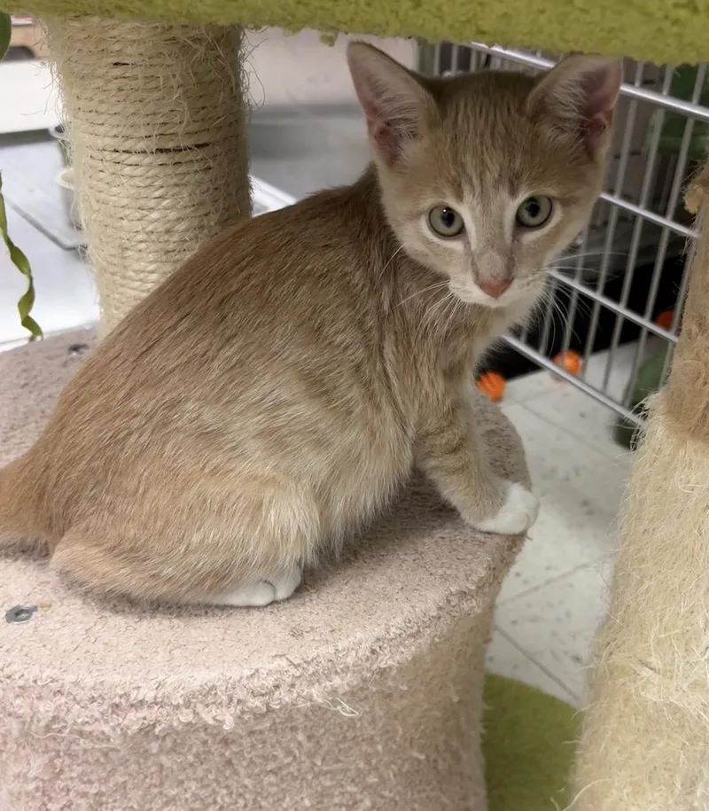 A baby small-sized female Extra-Toes Cat / Hemingway Polydactyl named Honey suckle for adoption in North Arlington, NJ