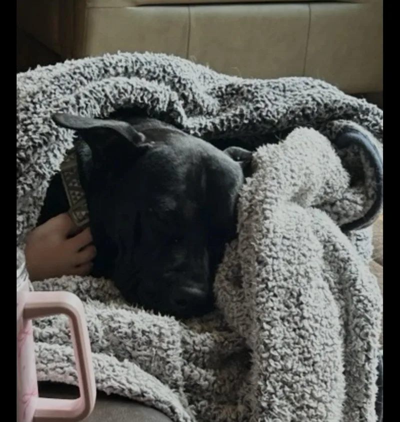 A young medium-sized female Black Staffordshire Bull Terrier dog named Honey for adoption in Milton, PA