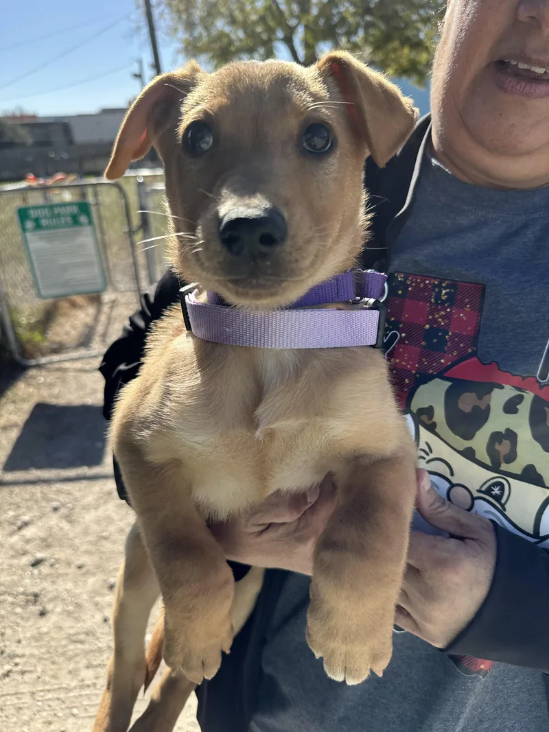 A young medium-sized female Labrador Retriever dog named Stevie Nicks for adoption in Houston, TX