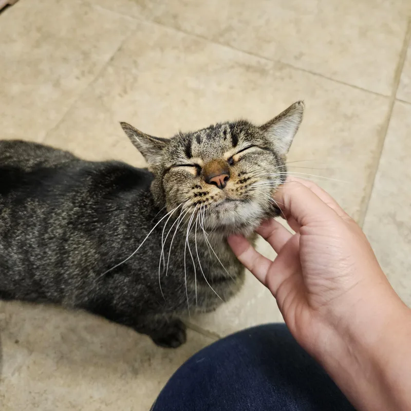 An adult medium-sized male Domestic Short Hair cat named Nick for adoption in Searcy, AR