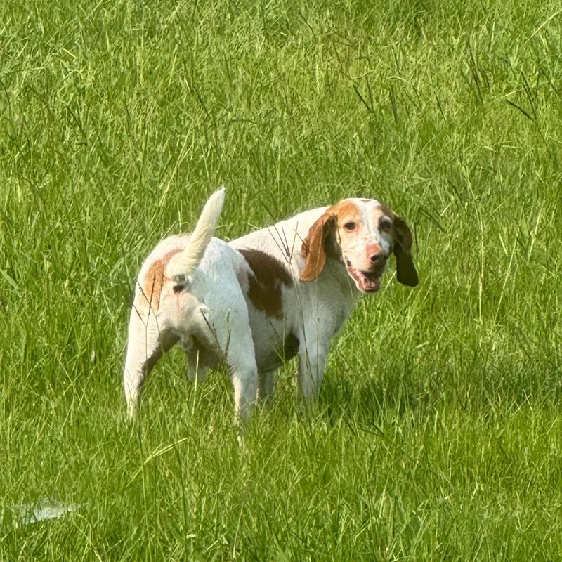 Doug