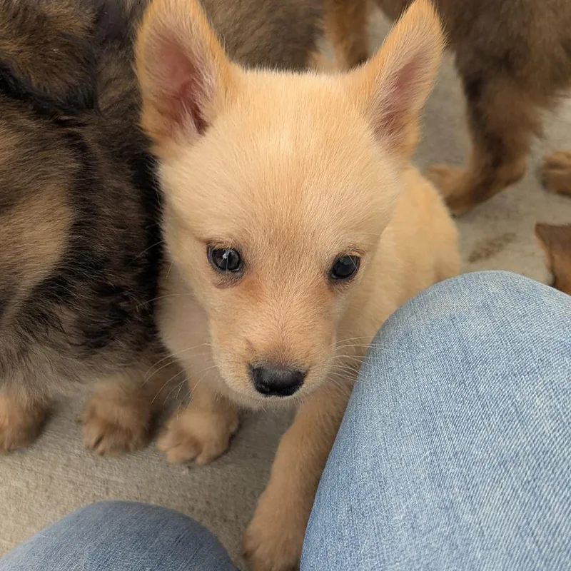 A baby medium-sized female Mixed Breed dog named Cherry for adoption in Fenton, MI