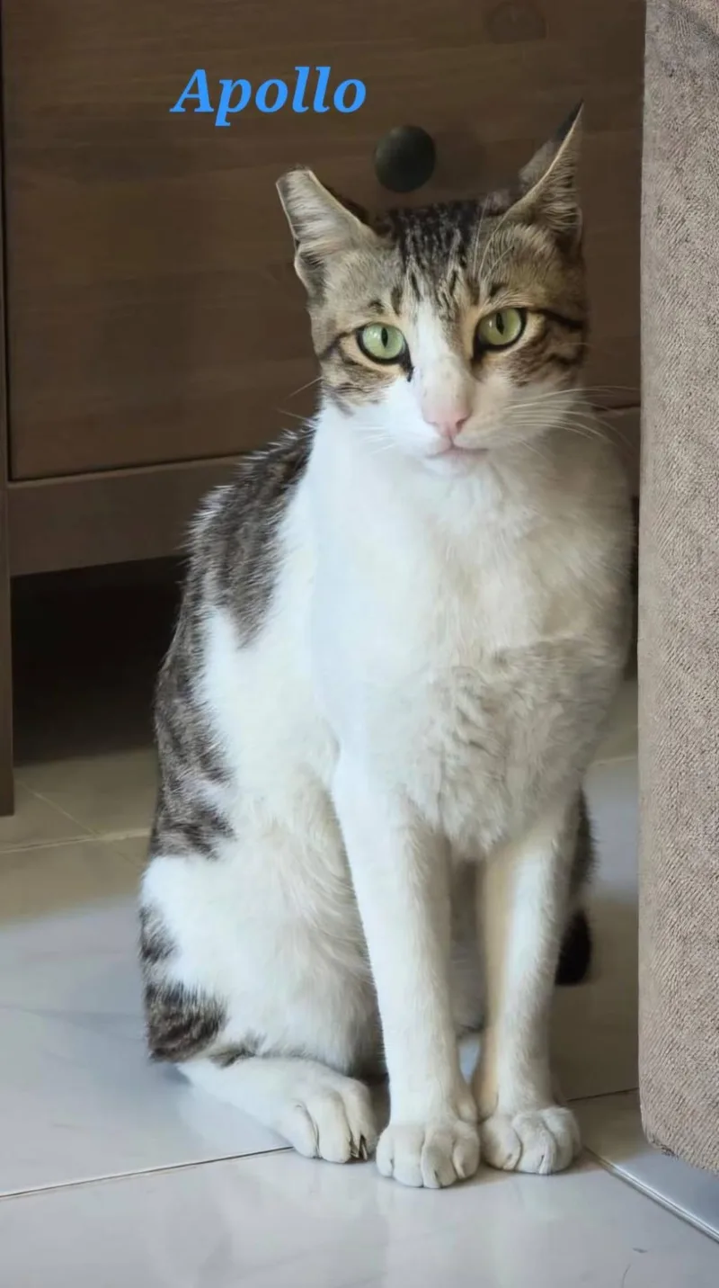 An adult medium-sized male Domestic Short Hair cat named Apollo for adoption in Tampa, FL