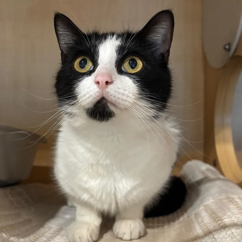 An adult medium-sized female Black Domestic Short Hair cat named Velour for adoption in Washington Township, OH
