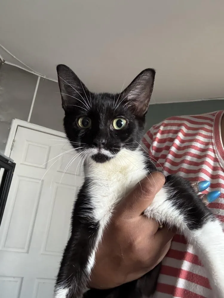 A baby small-sized female Black & White / Tuxedo Domestic Short Hair cat named Terrific Truffle for adoption in Randolph, MA