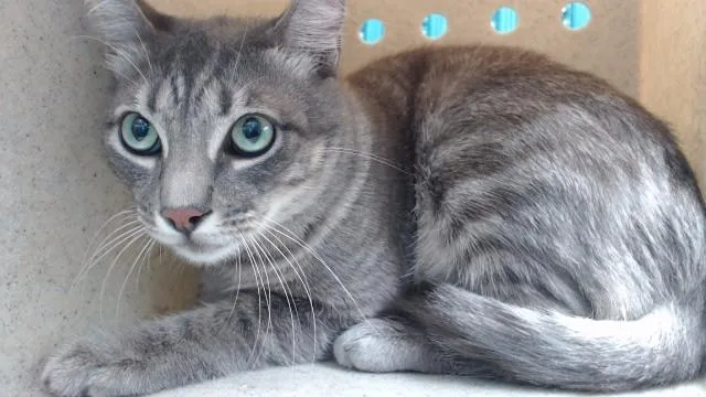 An adult medium-sized male Domestic Short Hair cat named Skittles for adoption in Downey, CA