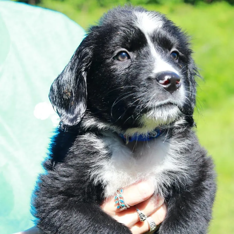 A baby medium-sized male Black Border Collie dog named Ct Cap'n Crunch Avail for adoption in Eastford, CT