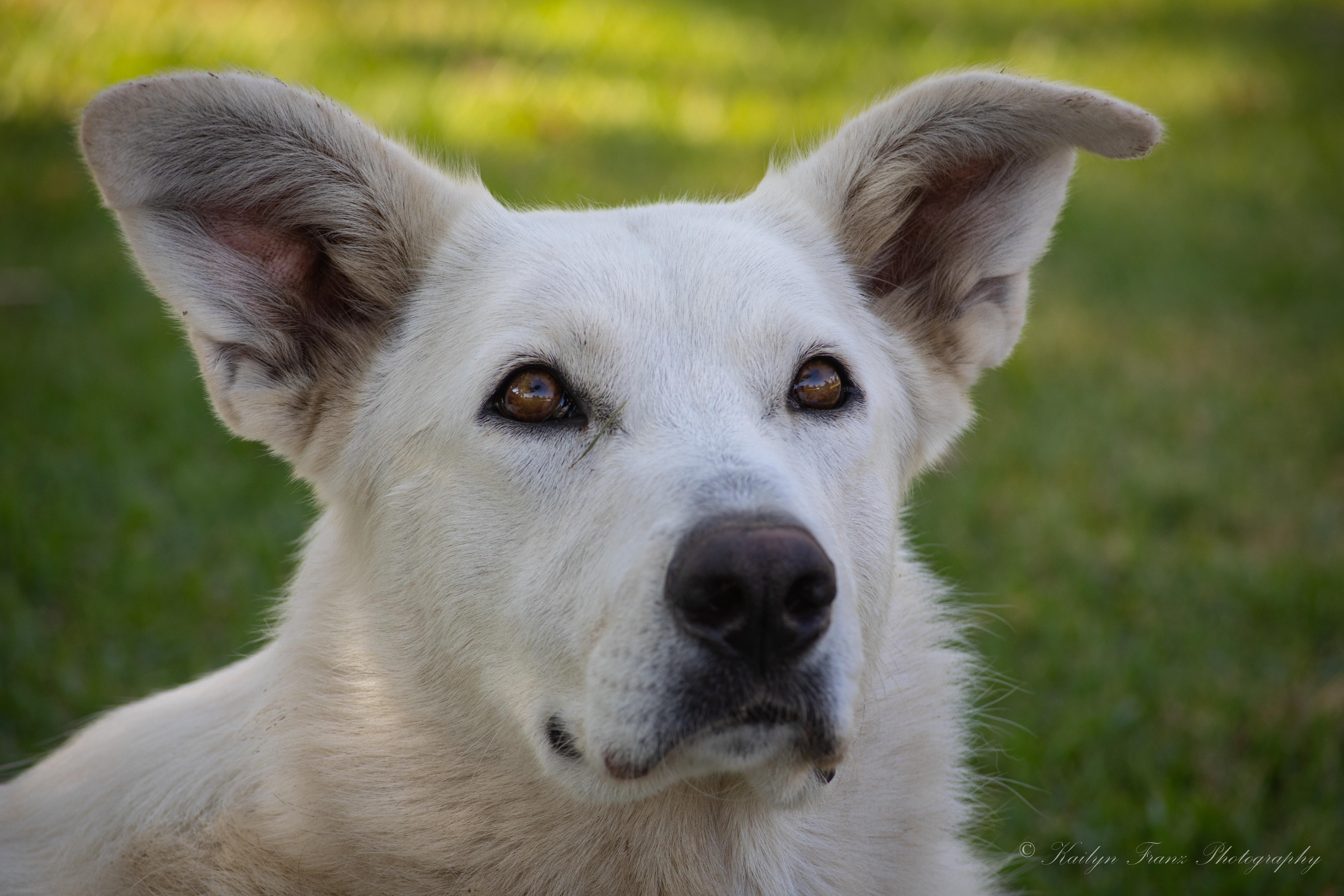 An adult large-sized female White / Cream Great Pyrenees dog named Lyra for adoption in San Diego, CA