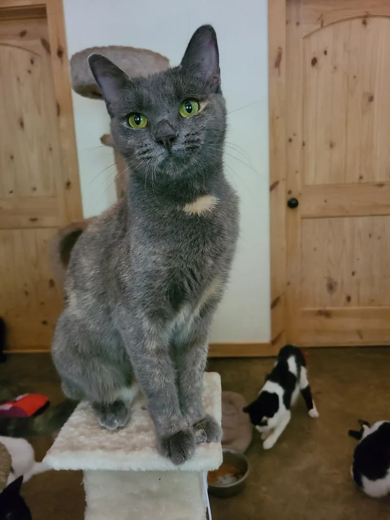An adult medium-sized female Dilute Tortoiseshell Domestic Short Hair cat named Willa for adoption in Ellijay, GA