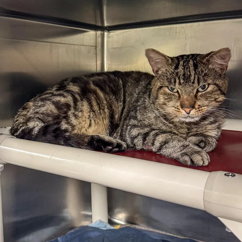 An adult large-sized male Brown / Chocolate Domestic Short Hair cat named Jack for adoption in Kennebunk, ME