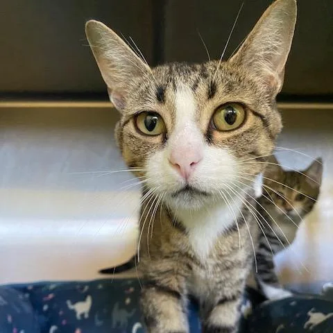 An adult medium-sized female Brown / Chocolate Domestic Short Hair cat named Apple for adoption in Dayton, OH