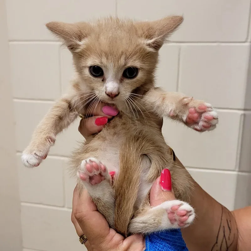 A baby small-sized male Orange / Red Domestic Short Hair cat named Simba for adoption in Lake Panasoffkee, FL
