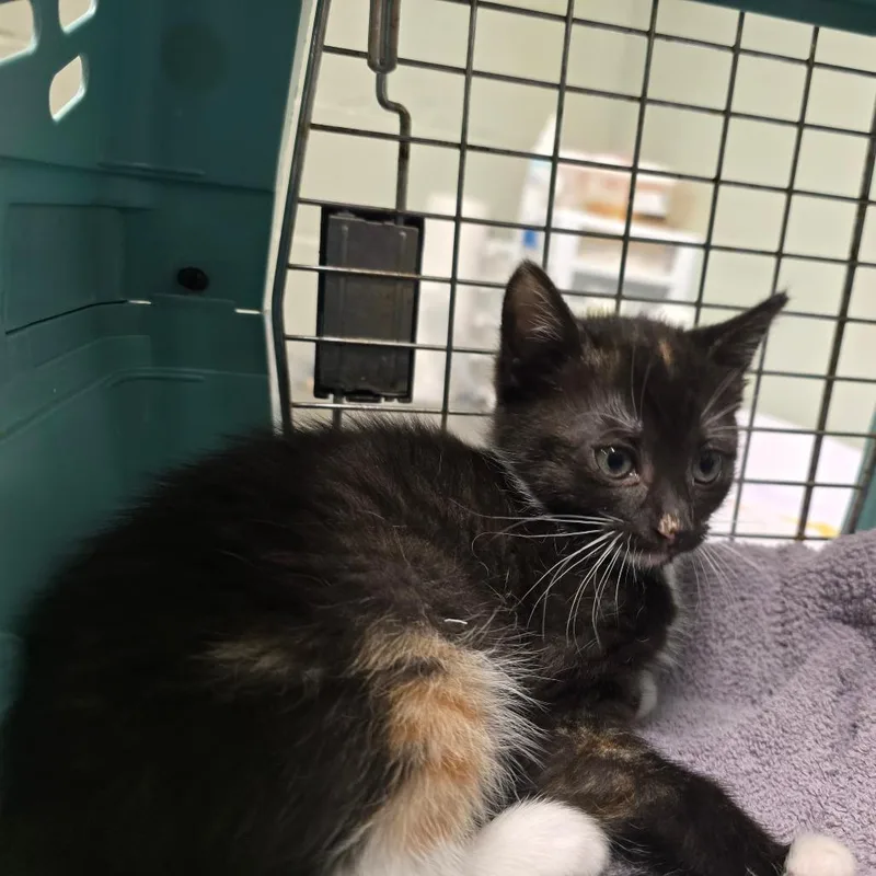 A baby small-sized female Black & White / Tuxedo Domestic Short Hair cat named Avery for adoption in Waldorf, MD