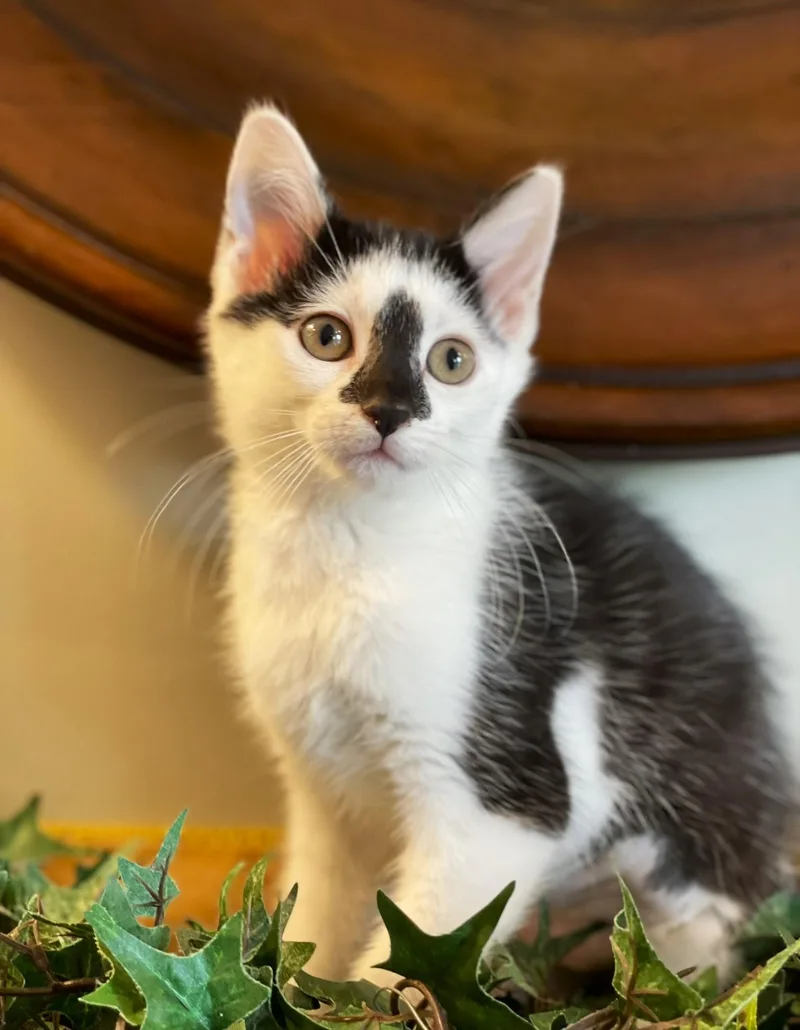 A baby medium-sized male Black & White / Tuxedo Domestic Short Hair cat named Alaska for adoption in Taylor, MI