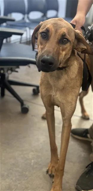 An adult large-sized female Mixed Breed dog named Dawn for adoption in Dallas, TX