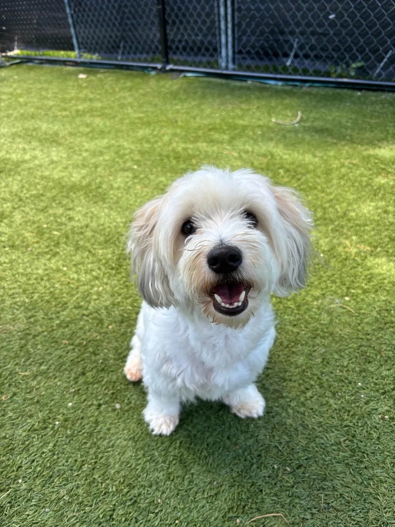 An adult small-sized male Havanese dog named Jaxx for adoption in Groton, CT