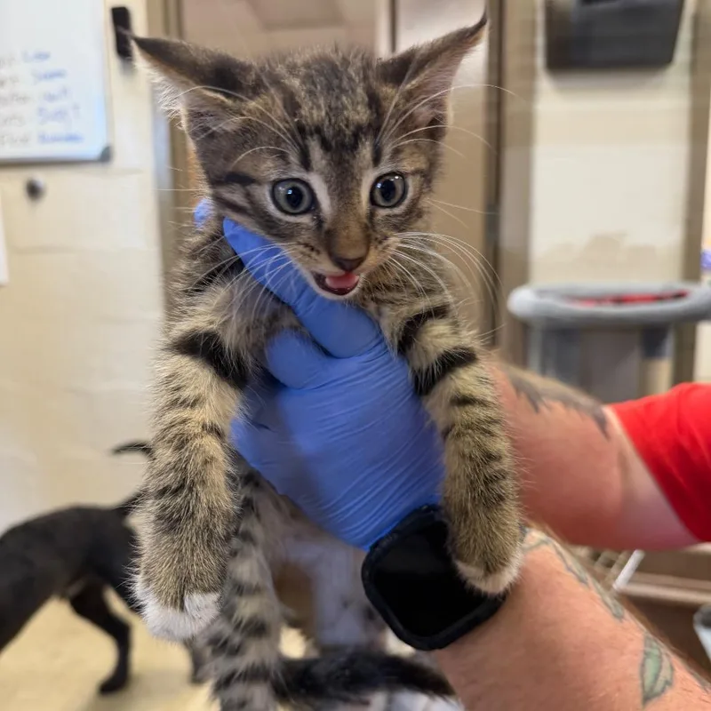 A baby small-sized male Brown / Chocolate Domestic Short Hair cat named Aspen for adoption in Birmingham, AL