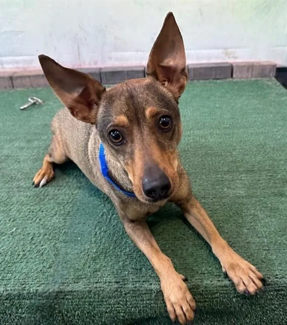 An adult small-sized male Terrier dog named Rin Tin Tin for adoption in Baldwin Park, CA