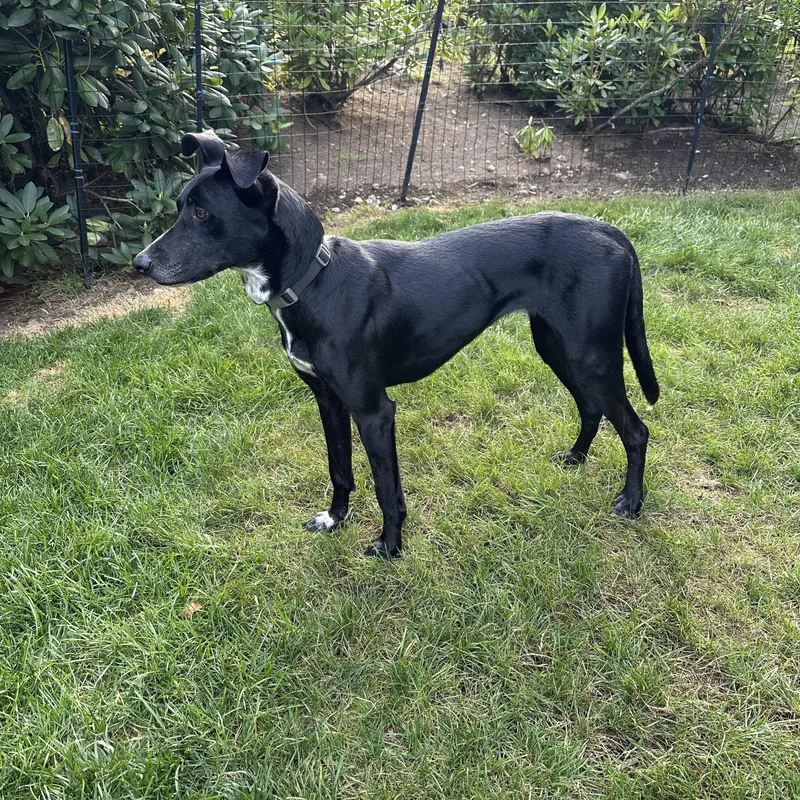 A young medium-sized female Black Labrador Retriever dog named Maya sweet for adoption in oriskany, NY