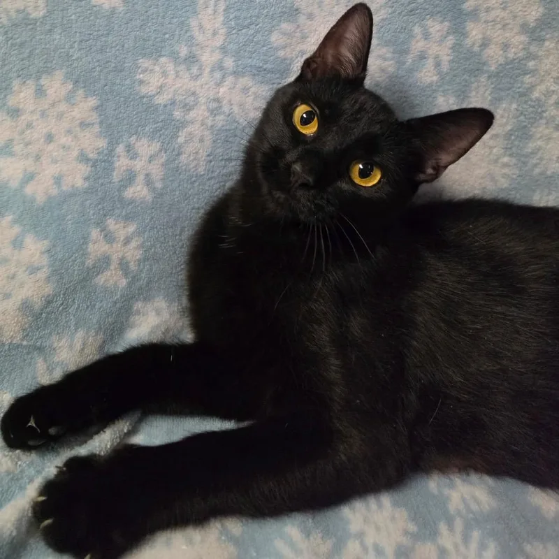 An adult medium-sized female Black Domestic Short Hair cat named Felicity for adoption in Graham, WA