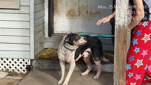 An adult large-sized male Pit Bull Terrier dog named Max for adoption in Ocala, FL