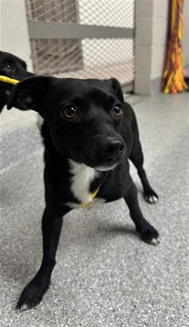 A young small-sized male Chihuahua dog named A for adoption in Pasadena, TX