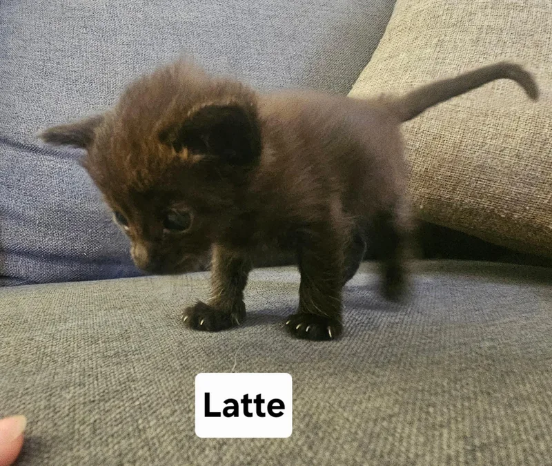 Latte thumbnail 3