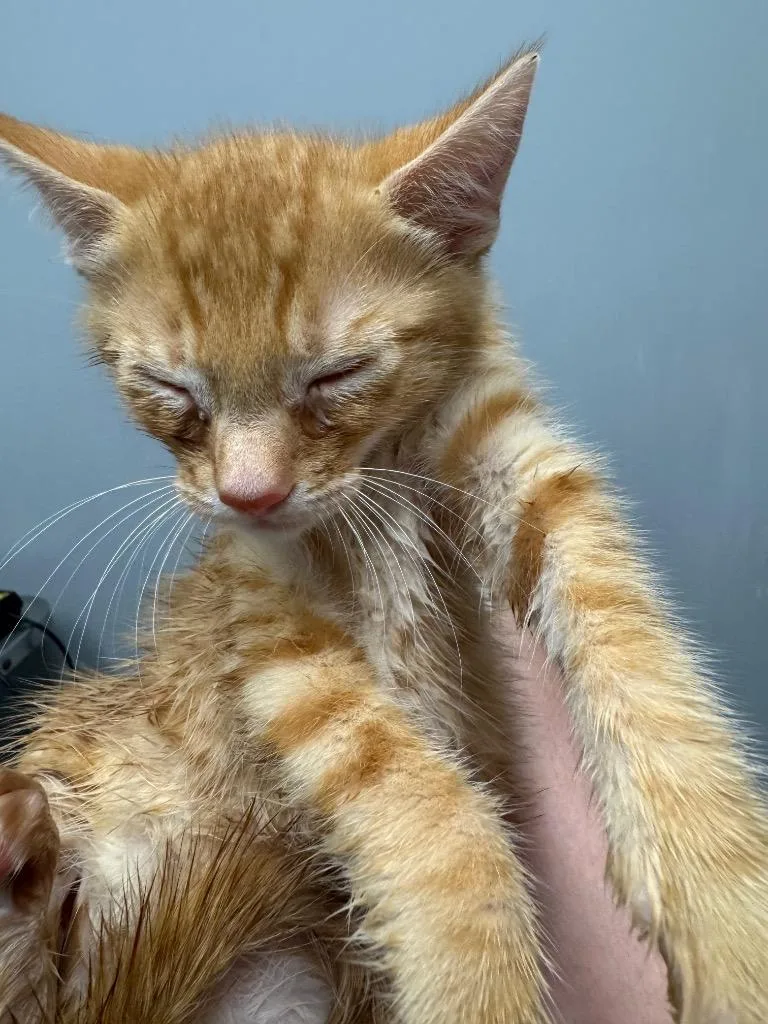 A baby medium-sized male Domestic Short Hair cat named Macchiato for adoption in Bloomington, IN