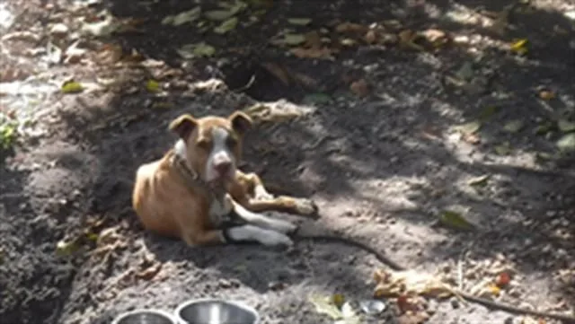 An adult medium-sized male American Bulldog dog named Bob for adoption in Miami, FL