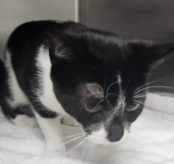 A baby medium-sized female Domestic Short Hair cat named Yield Bonded W for adoption in Silverdale, WA