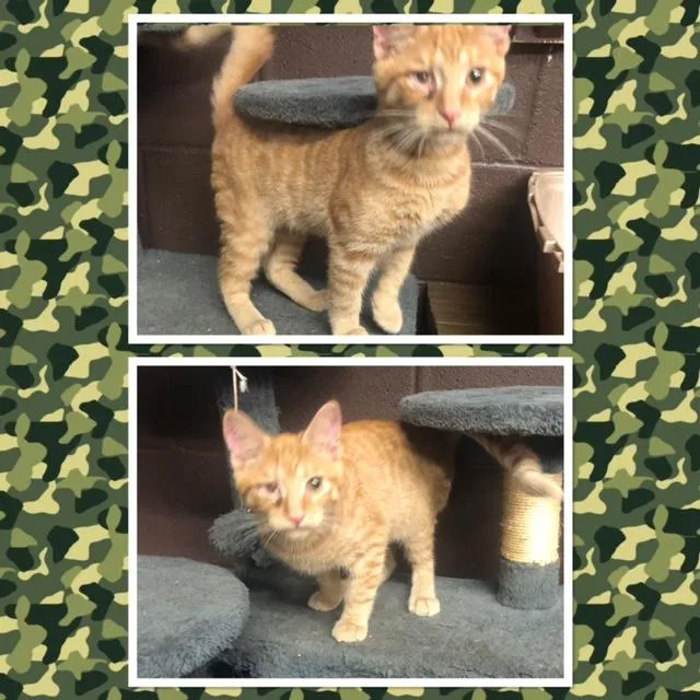 A baby small-sized male Tabby (Orange / Red) Domestic Short Hair cat named Dallas for adoption in Buckhannon, WV