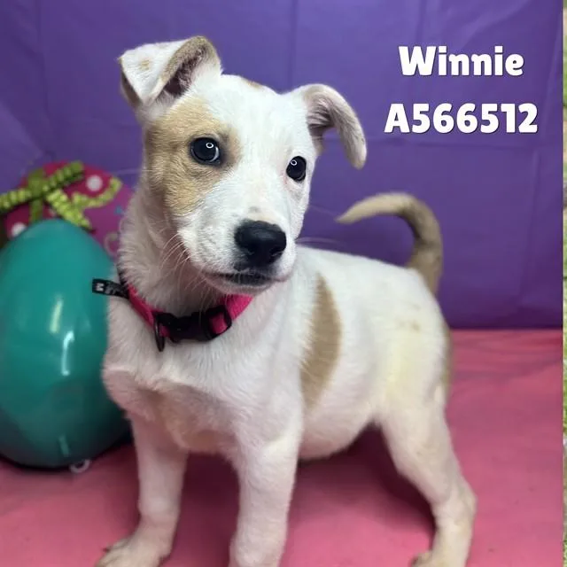 Winnie