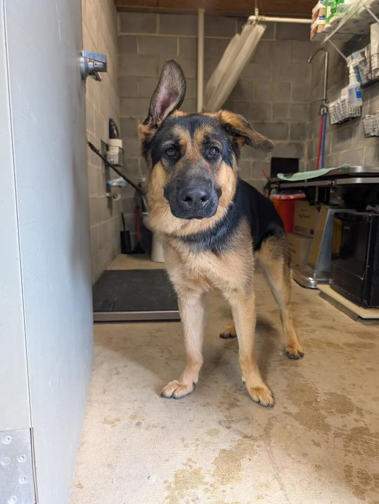 A young medium-sized male Mixed Breed dog named Ranger for adoption in Shelbyville, TN