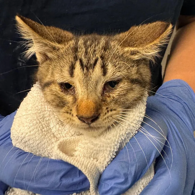 A baby small-sized male Domestic Short Hair cat named Lock for adoption in Birdsboro, PA